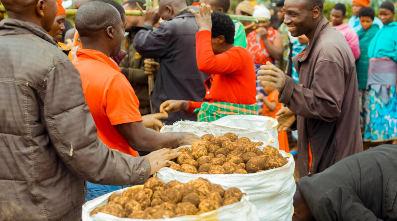 Rubavu: Uburyo Bushya bw’Ifumbire Bwongereye Umusaruro Abahinzi Bibatera Ishema