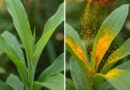 Ibanga ry’Abahinzi: uburyo 10 butangaje bwo gukoresha tangawizi (turmeric) ku bimera