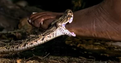 Centrafrique: Kurumwa no kwicwa n’inzoka biteye inkeke abaturage