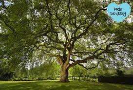 Ibiti by’Inganzamarumbo: Icyitegererezo mu kubungabunga ibidukikije muri iki gihe