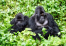 Kwita Izina 2026: Rwanda Prepares to Host the 21st Gorilla Naming Ceremony