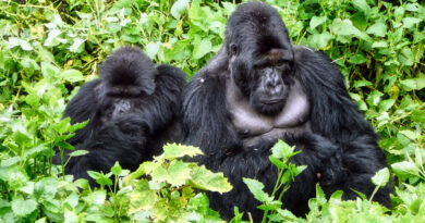 Kwita Izina 2026: Rwanda Prepares to Host the 21st Gorilla Naming Ceremony
